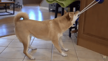 Brinquedo Mordedor Interativo Corda para Cachorro, com bola de borracha macia e ventosa resistente para reduzir o estresse