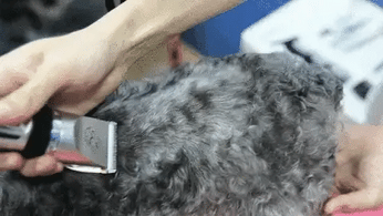 Máquina de tosa pet bivolt silenciosa e ajustável para cortes seguros